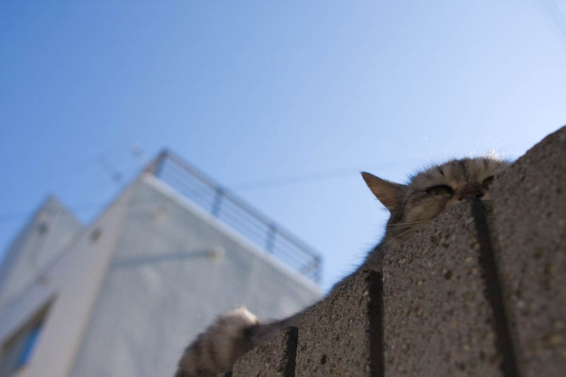f:id:fubirai:20080320231433j:image