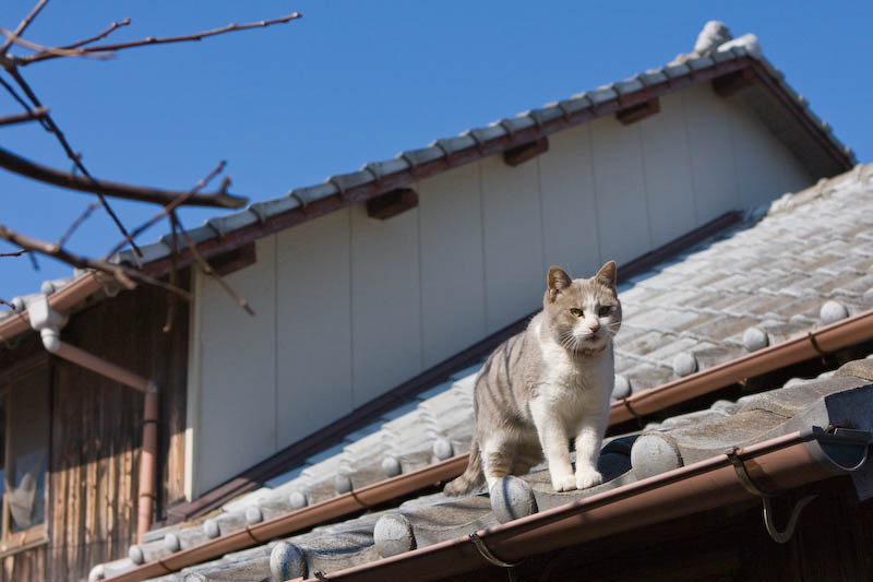 f:id:fubirai:20080320231450j:image