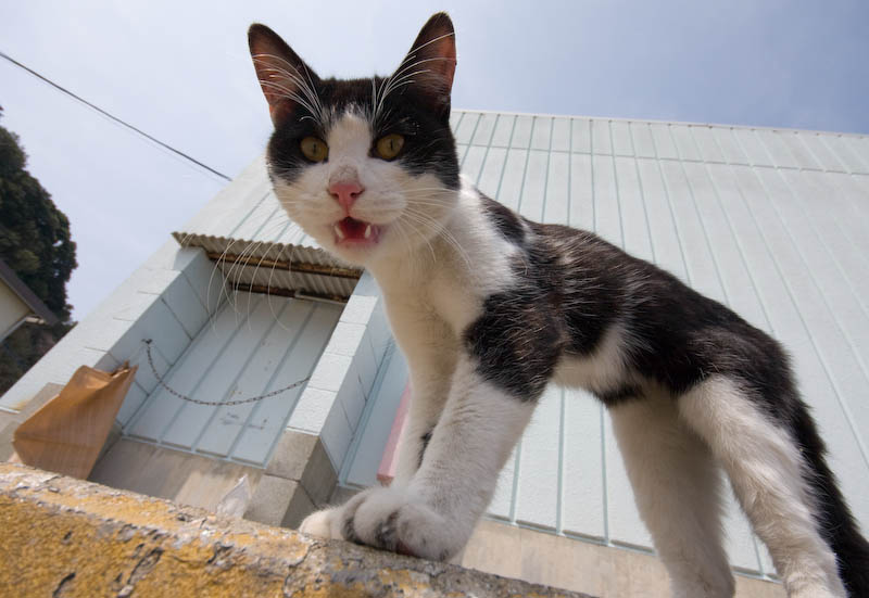 f:id:fubirai:20080401231932j:image