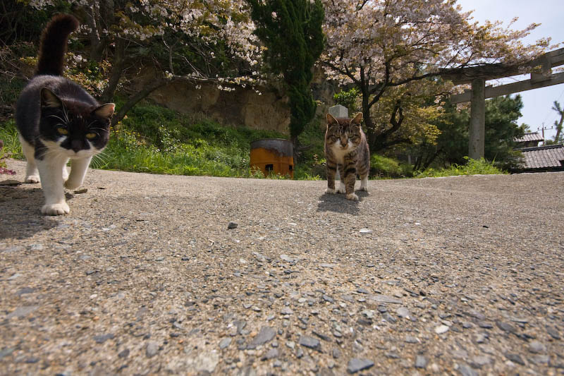 f:id:fubirai:20080413230245j:image