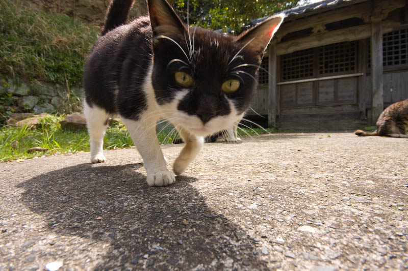 f:id:fubirai:20080415230036j:image