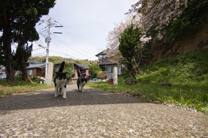 f:id:fubirai:20080417225548j:image