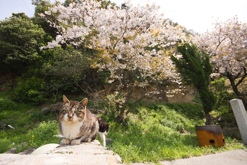f:id:fubirai:20080419232226j:image