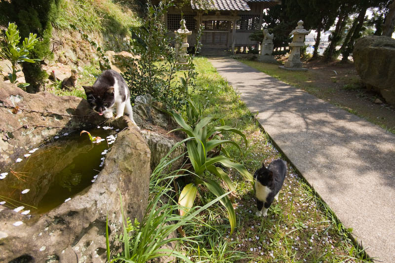 f:id:fubirai:20080419232315j:image