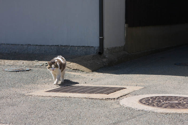 f:id:fubirai:20080427232334j:image