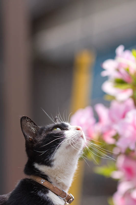 f:id:fubirai:20080505223502j:image