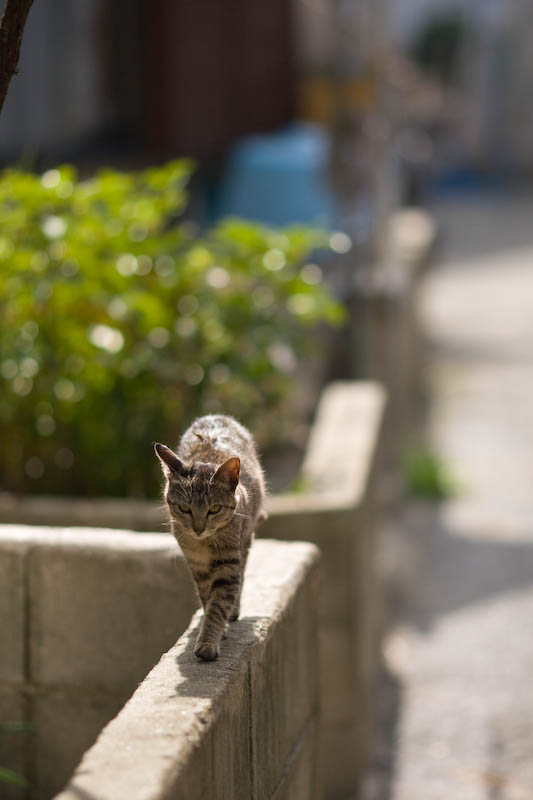 f:id:fubirai:20080513231823j:image