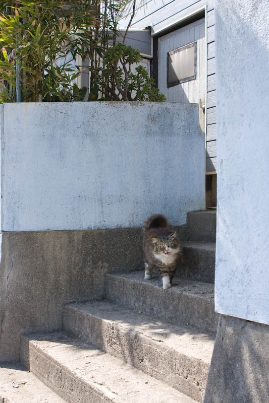 f:id:fubirai:20080515234210j:image