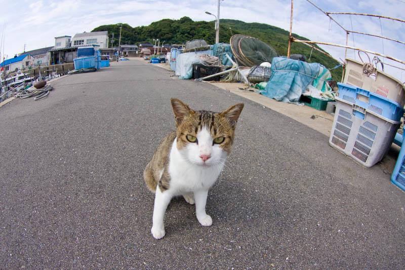 f:id:fubirai:20081102000252j:image