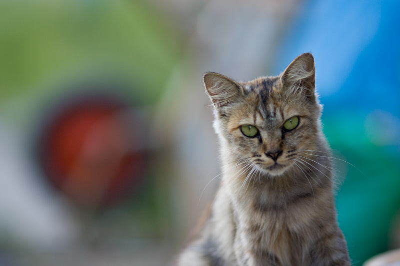 f:id:fubirai:20081221233737j:image