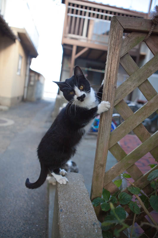 f:id:fubirai:20090226231839j:image