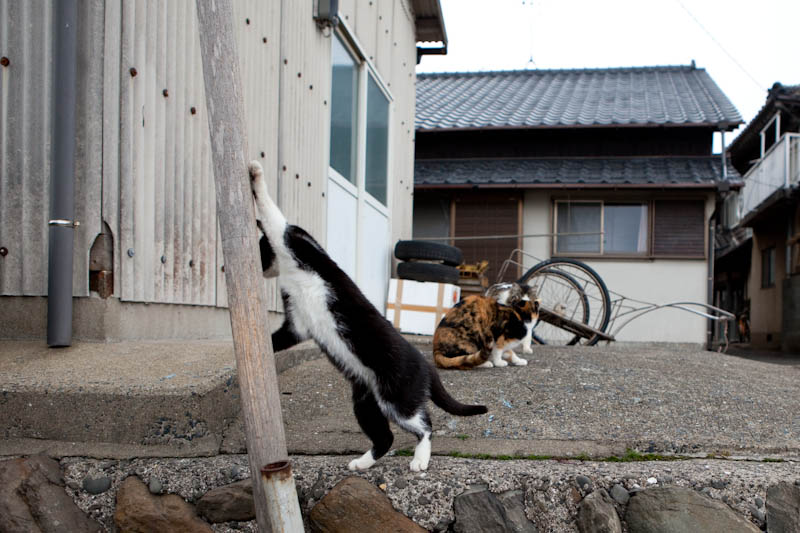 f:id:fubirai:20090228231547j:image