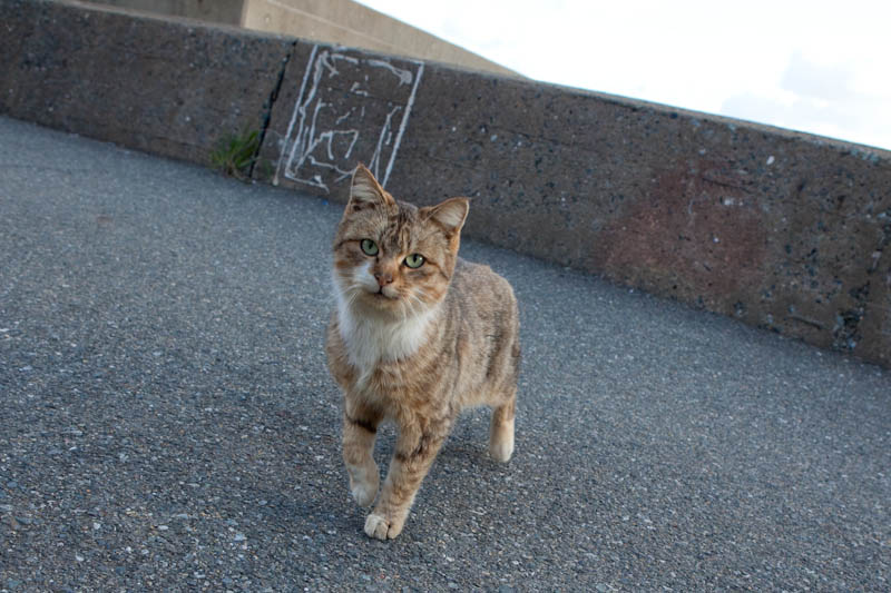 f:id:fubirai:20090302225710j:image