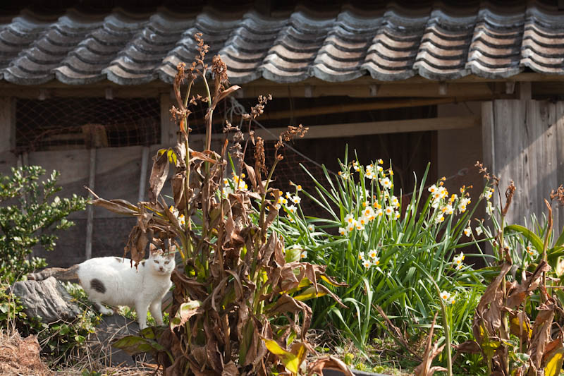 f:id:fubirai:20090312232709j:image