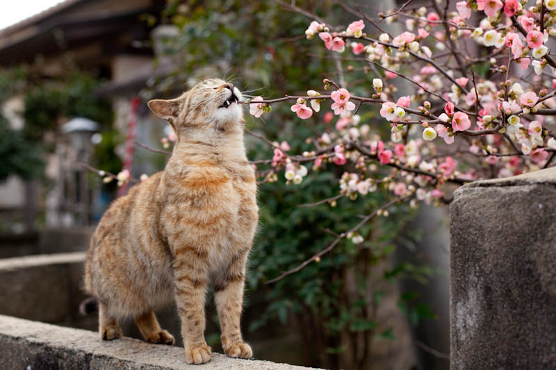 f:id:fubirai:20090326230625j:image