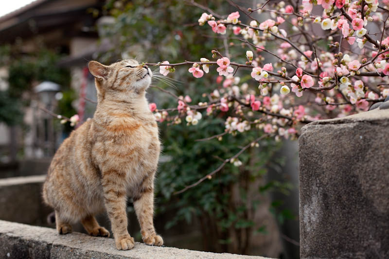 f:id:fubirai:20090326230626j:image