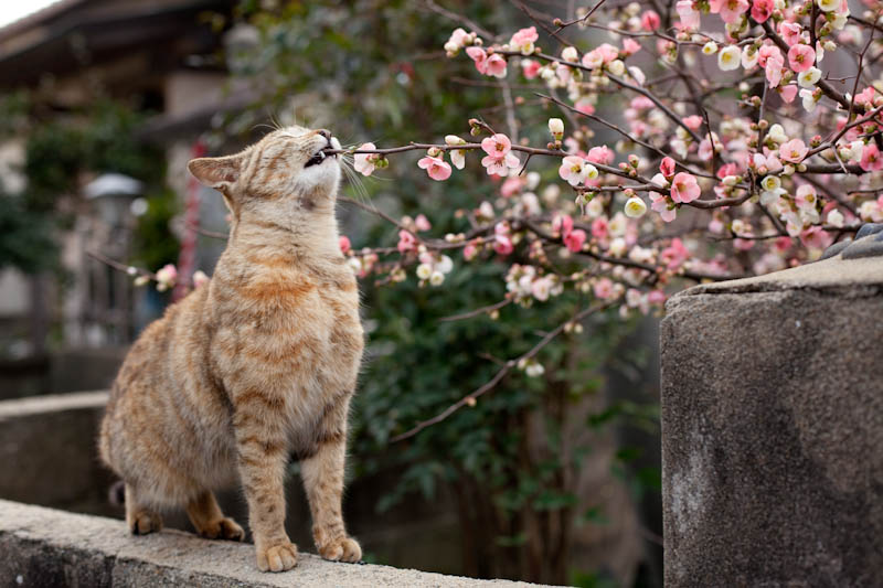f:id:fubirai:20090326230627j:image