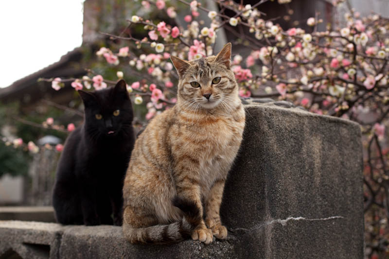 f:id:fubirai:20090328231115j:image