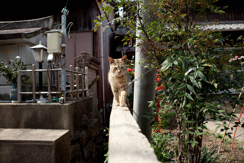 f:id:fubirai:20090330233342j:image