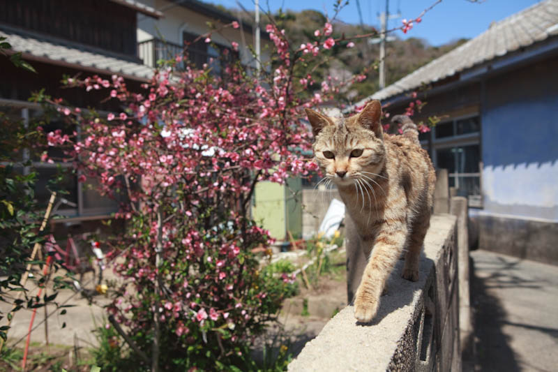 f:id:fubirai:20090403220627j:image