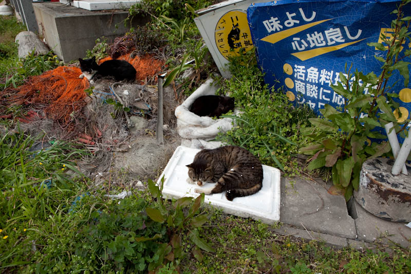 f:id:fubirai:20090503224327j:image
