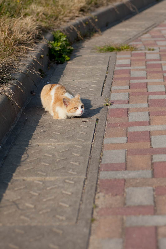 f:id:fubirai:20090522220951j:image