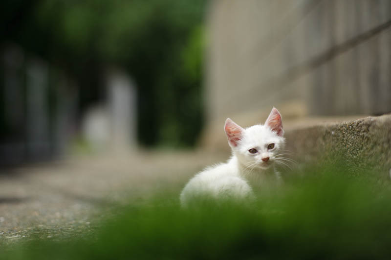 f:id:fubirai:20090824231355j:image