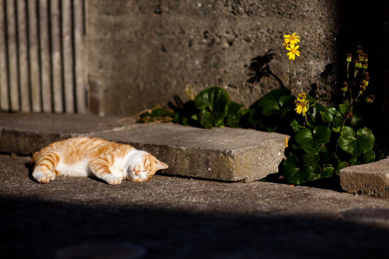 f:id:fubirai:20100115224810j:image