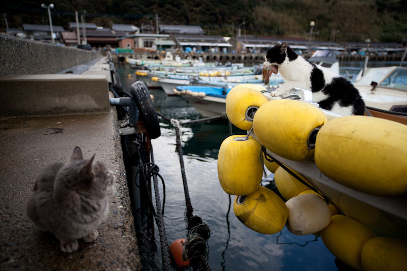f:id:fubirai:20100321232800j:image