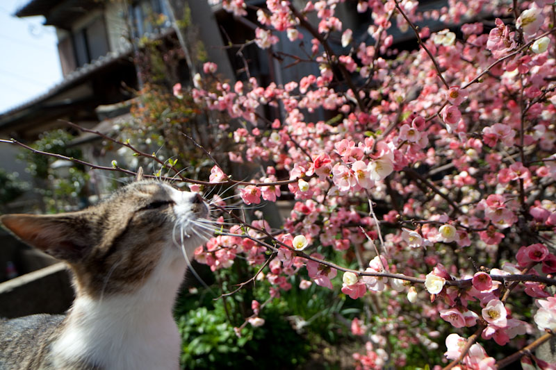 f:id:fubirai:20100414225142j:image