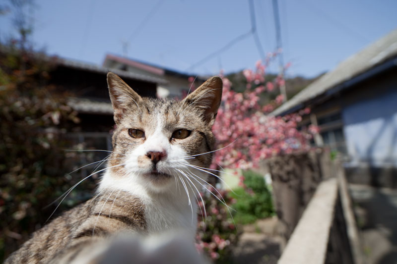 f:id:fubirai:20100414225145j:image