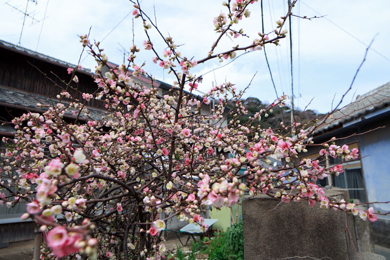 f:id:fubirai:20100414232419j:image