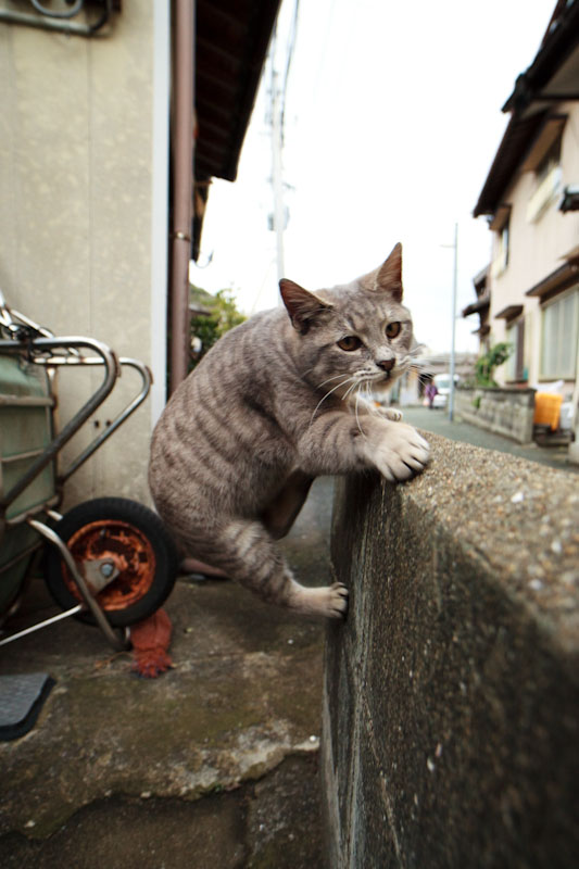 f:id:fubirai:20100426231409j:image