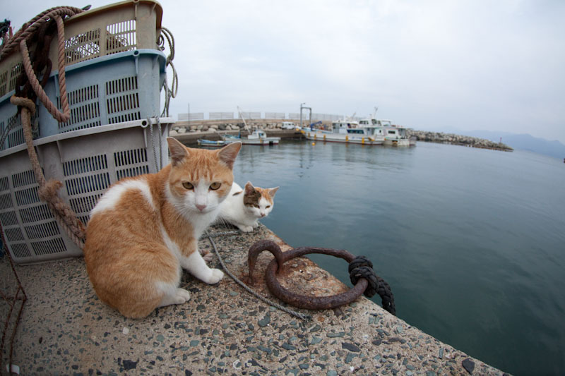 f:id:fubirai:20100504224049j:image