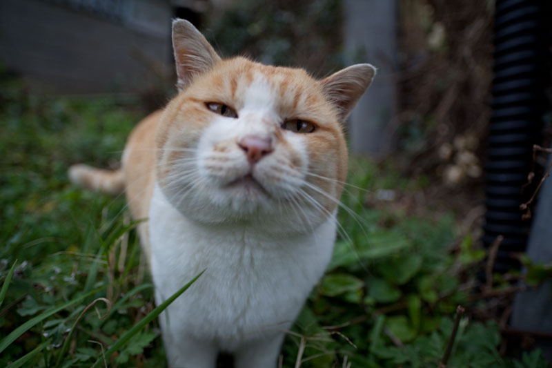 f:id:fubirai:20100504224054j:image