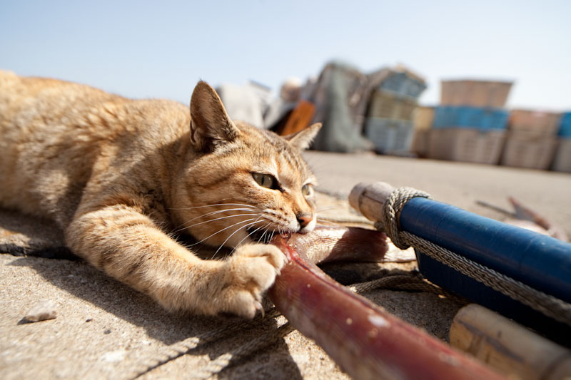 f:id:fubirai:20100508231615j:image
