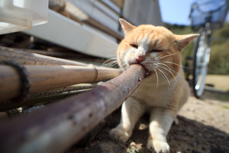 f:id:fubirai:20100508231616j:image