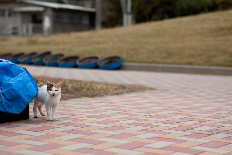 f:id:fubirai:20100514230848j:image