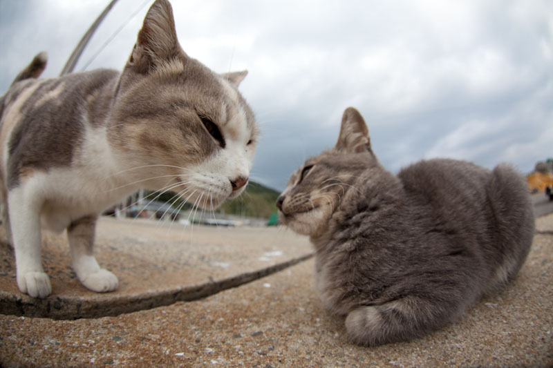 f:id:fubirai:20100514232037j:image