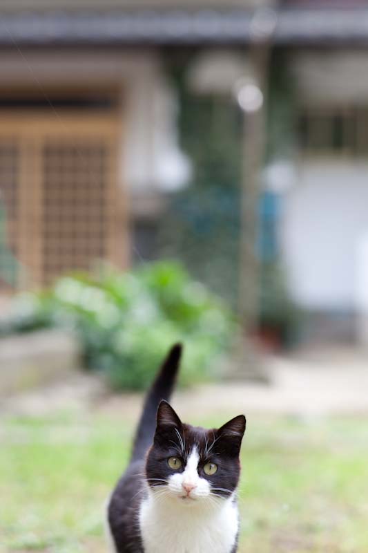 f:id:fubirai:20100520231956j:image