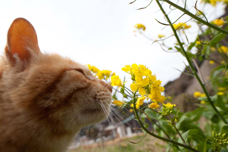 f:id:fubirai:20100524224700j:image