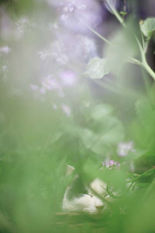 f:id:fubirai:20100524224702j:image