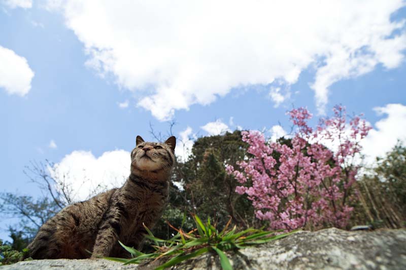 f:id:fubirai:20100524230859j:image
