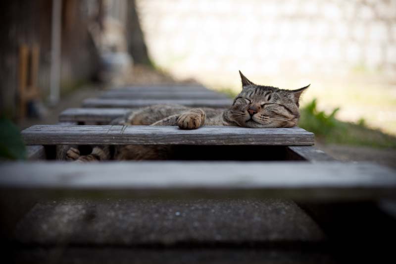 f:id:fubirai:20100601235247j:image