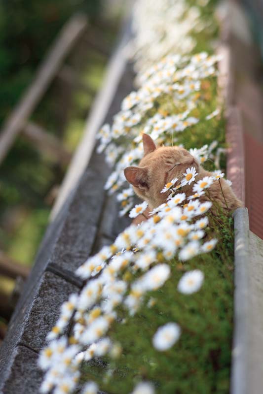 f:id:fubirai:20100607232504j:image