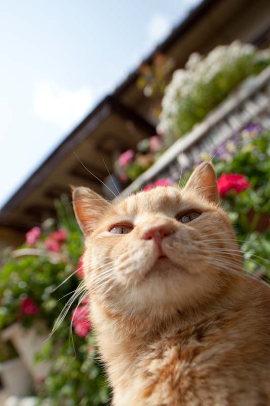 f:id:fubirai:20100609233333j:image