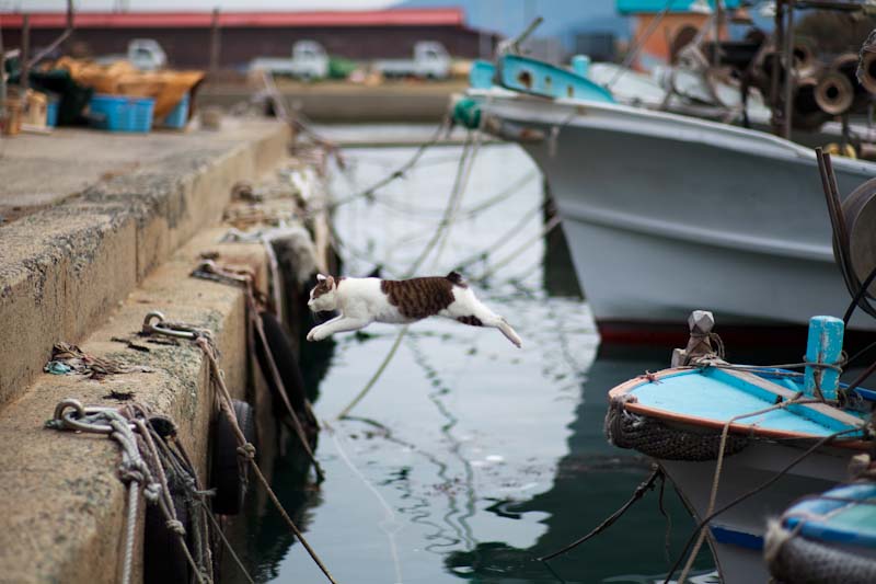f:id:fubirai:20100613234643j:image