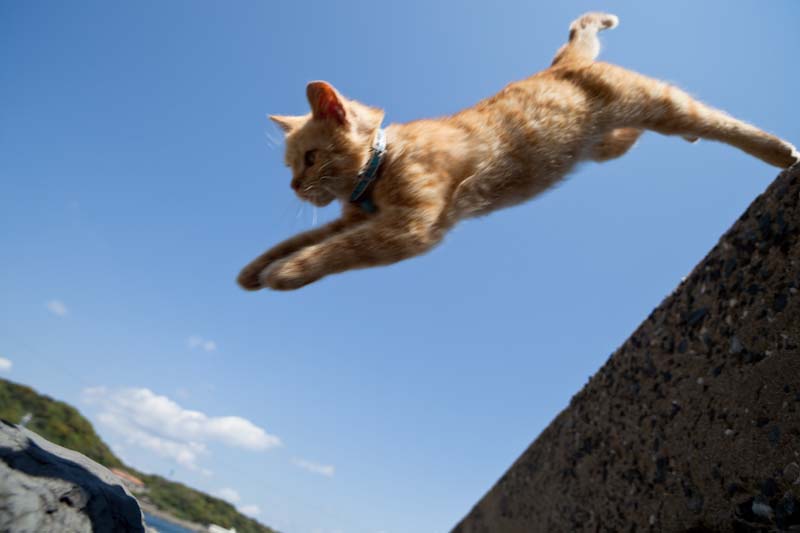 f:id:fubirai:20100613234652j:image