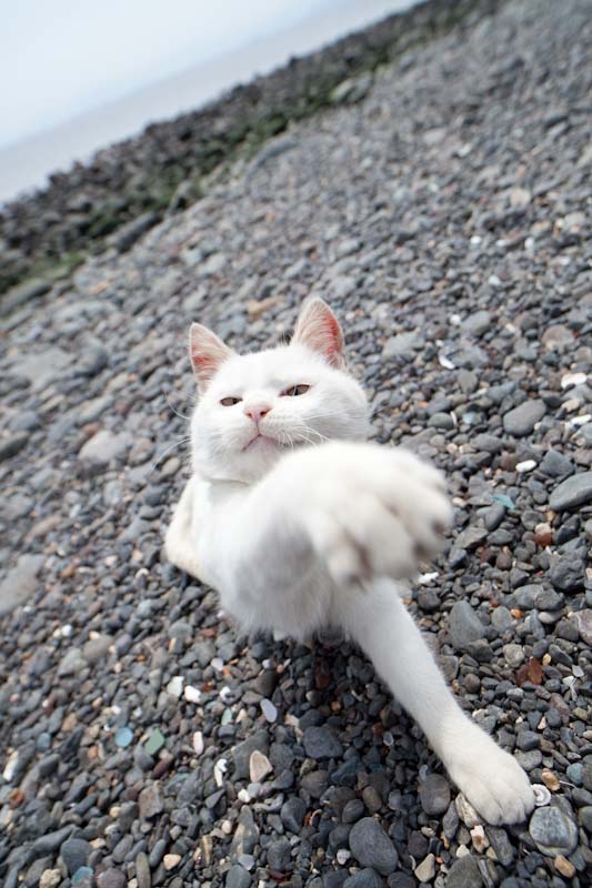 f:id:fubirai:20100703234728j:image