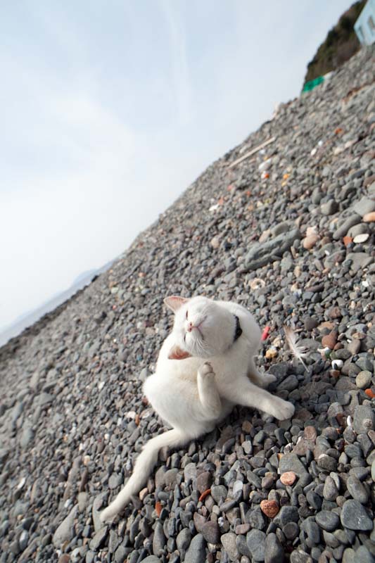 f:id:fubirai:20100703234731j:image